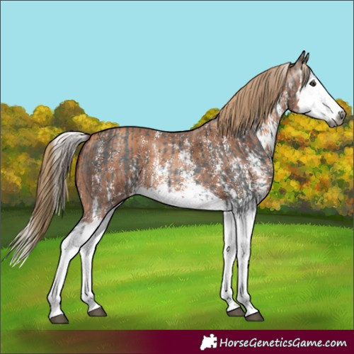 Horse Color:Gray Liver Chestnut Sabino Splash Appaloosa  and Gray Gold Champagne Sabino Splash Appaloosa 