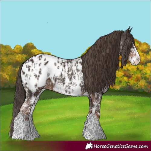 Horse Color:Liver Chestnut Sabino Splash Appaloosa  and Liver Chestnut Sabino Splash Appaloosa 