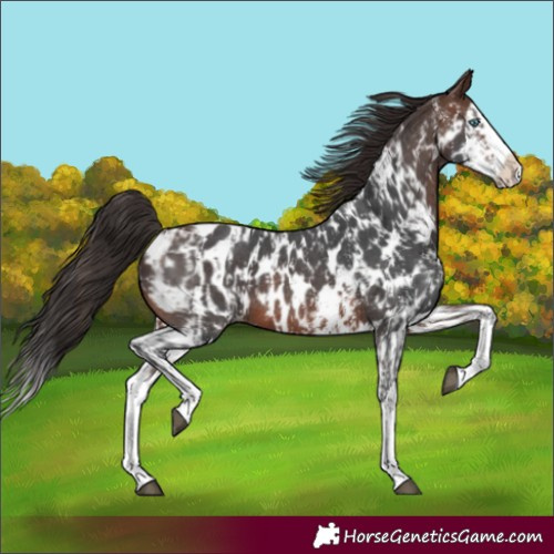 Horse Color:Brown Sabino Splash Near Leopard  and Brown Sabino Splash Near Leopard 