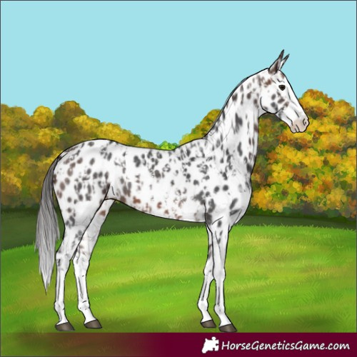 Horse Color:Brown Sabino Splash Appaloosa and Brown Sabino Splash Appaloosa