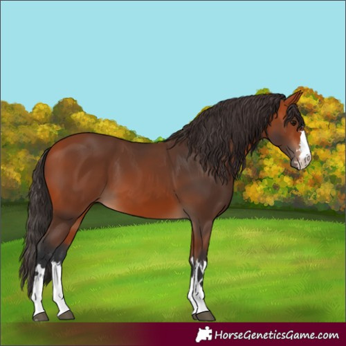 Horse Color:Bay 