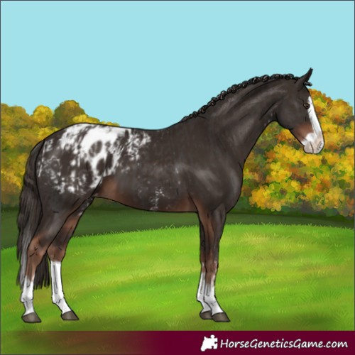 Horse Color:Liver Chestnut Sabino Splash Blanket  and Liver Chestnut Splash Blanket 
