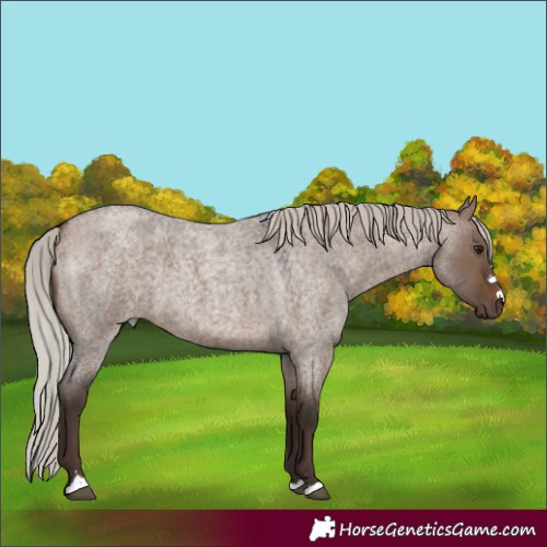 Horse Color:Silver Brown Roan Dun