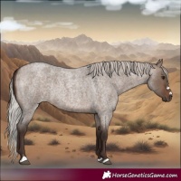 Horse Color:Silver Brown Roan Dun