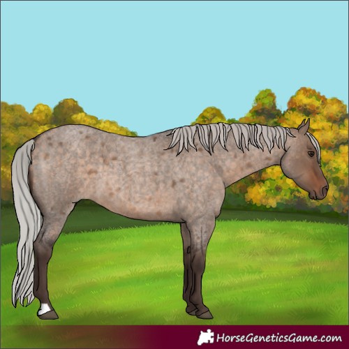 Horse Color:Silver Brown Roan Dun 