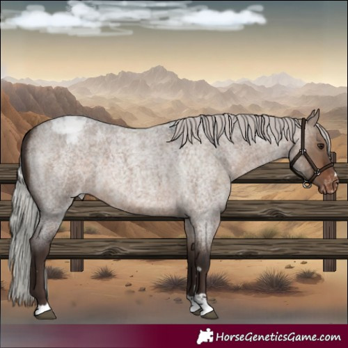 Horse Color:Silver Brown Roan Dun Blanket
