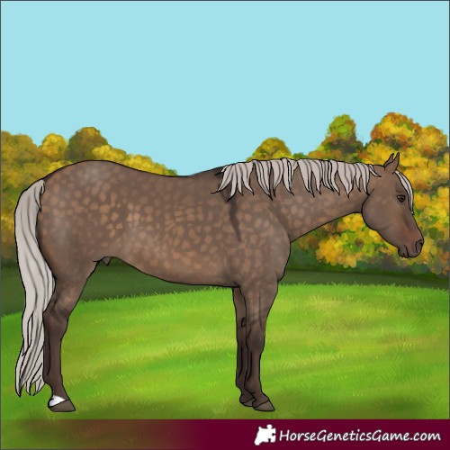 Horse Color:Silver Bay Dun 