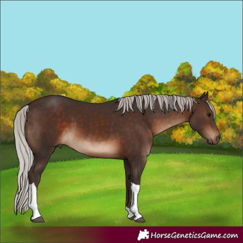 Horse Color:Silver Brown Tobiano 
