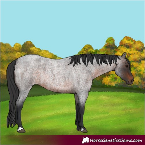 Horse Color:Brown Roan