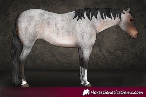 Horse Color:Brown Roan Tobiano 