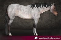 Horse Color:Brown Roan Tobiano