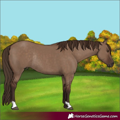 Horse Color:Liver Red Dun Rabicano 