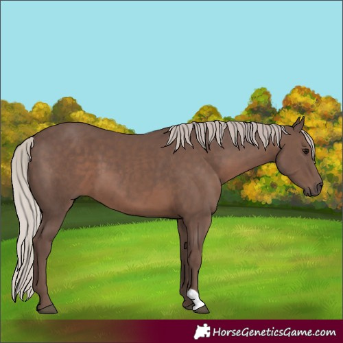 Horse Color:Silver Black