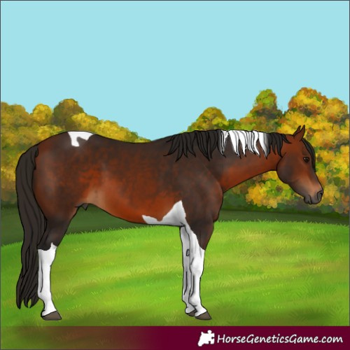 Horse Color:Gray Bay Tobiano