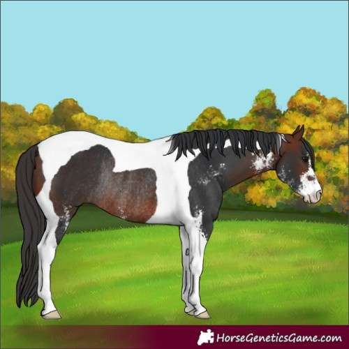 Horse Color:Bay Sabino Tobiano Rabicano