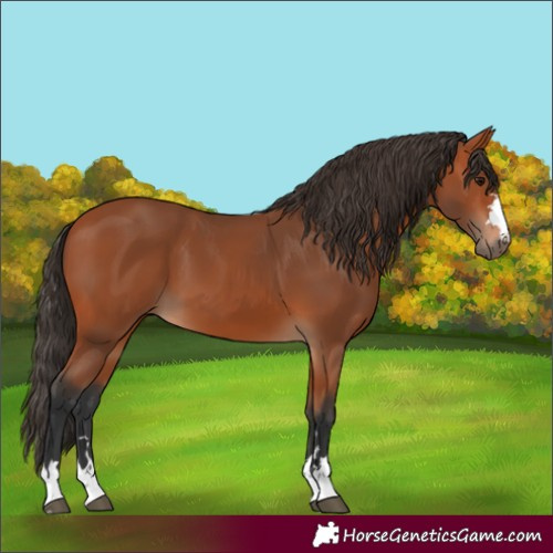 Horse Color:Bay 
