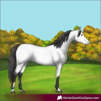 Horse Color:Buckskin Chinchilla 