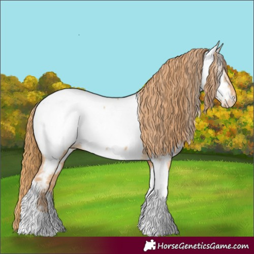 Horse Color:Red Dun Tobiano Appaloosa