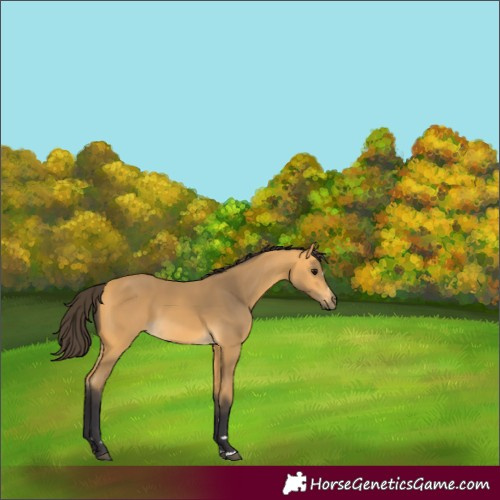 Horse Color:Buckskin 