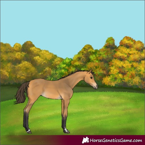 Horse Color:Buckskin 