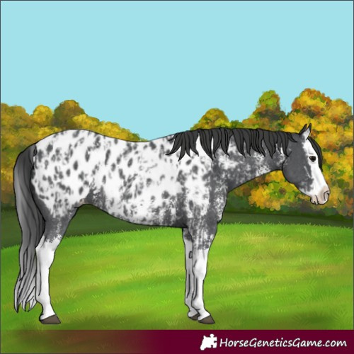 Horse Color:Black Sabino Splash Near Leopard  and Black Sabino Splash Near Leopard 