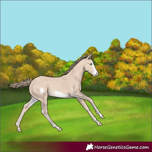 Horse Color:Perlino Frame