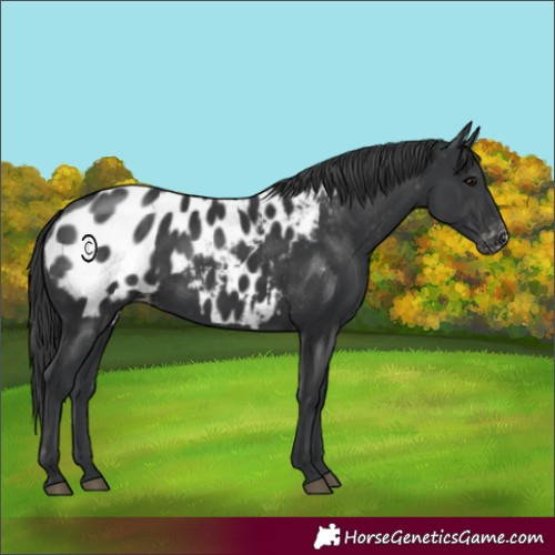 Horse Color:Black Appaloosa Rabicano 