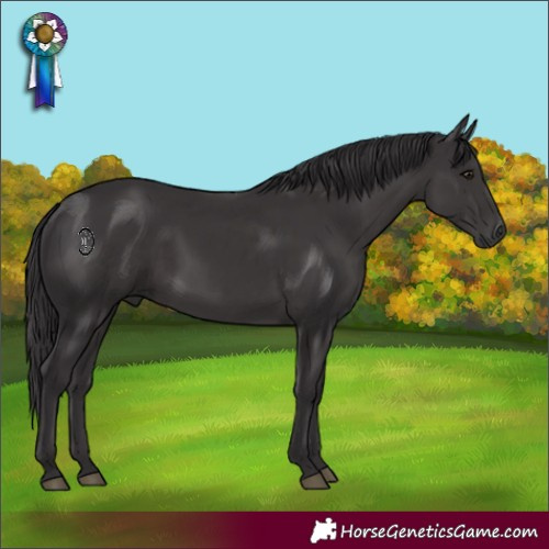 Horse Color:Smoky Black Rabicano