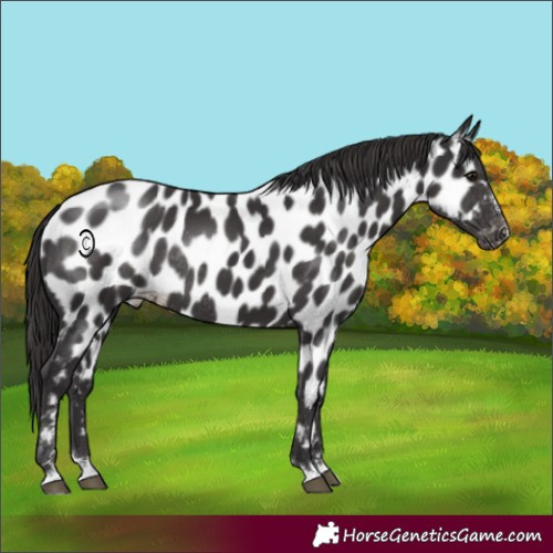 Horse Color:Smoky Black Near Leopard Rabicano