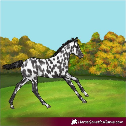 Horse Color:Smoky Black Appaloosa Rabicano 