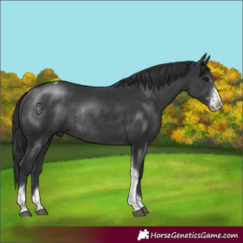 Horse Color:Black Sabino Tobiano Rabicano 