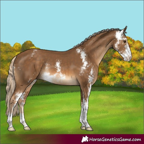 Horse Color:Chocolate Palomino Sabino Rabicano 