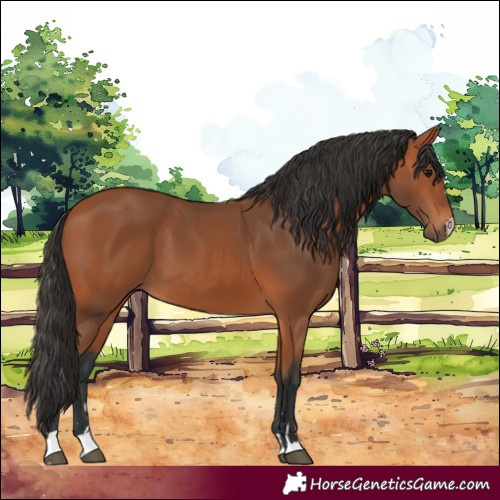 Horse Color:Bay 