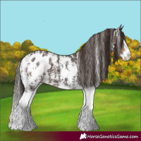 Horse Color:Liver Chestnut Sabino Splash Blanket  and Liver Chestnut Sabino Splash Blanket 
