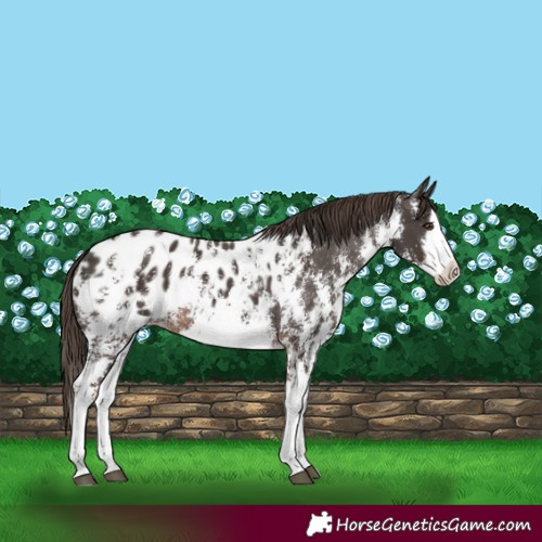 Horse Color:Liver Chestnut Sabino Splash Appaloosa  and Liver Chestnut Sabino Splash Appaloosa 