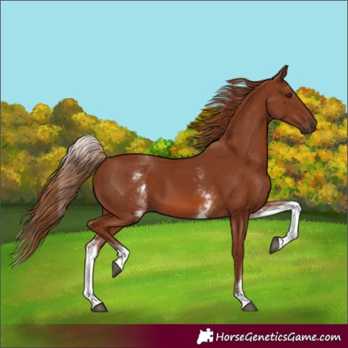 Horse Color:Unknown 
