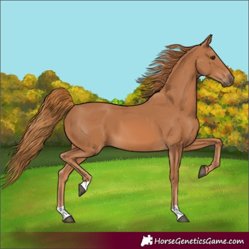 Horse Color:Chestnut 