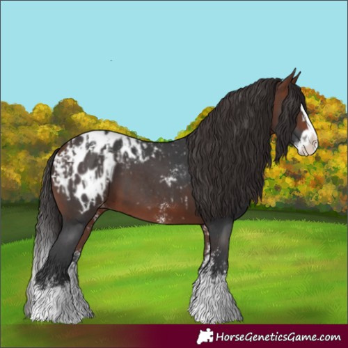 Horse Color:Bay Sabino Splash Appaloosa  and Bay Sabino Splash Appaloosa 
