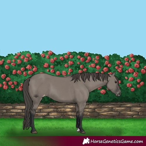 Horse Color:Grullo Appaloosa