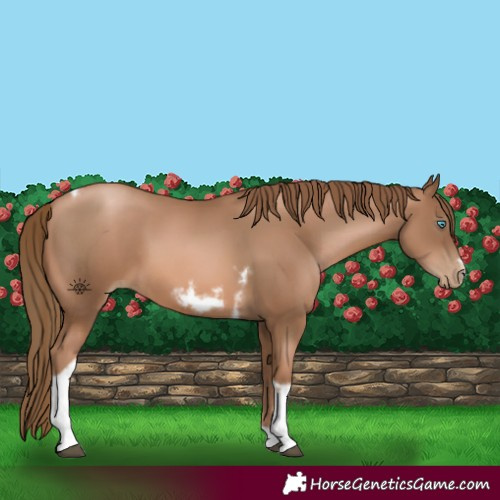 Horse Color:Liver Chestnut Pearl Tobiano Frame
