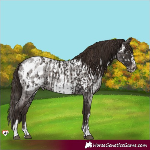 Horse Color:Liver Chestnut Appaloosa and Liver Red Roan Sabino Splash Frame Appaloosa