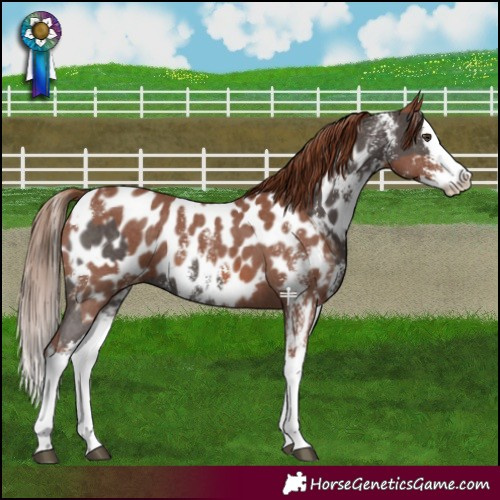 Horse Color:Liver Chestnut Sabino Splash Appaloosa  and Chestnut Sabino Splash Appaloosa 
