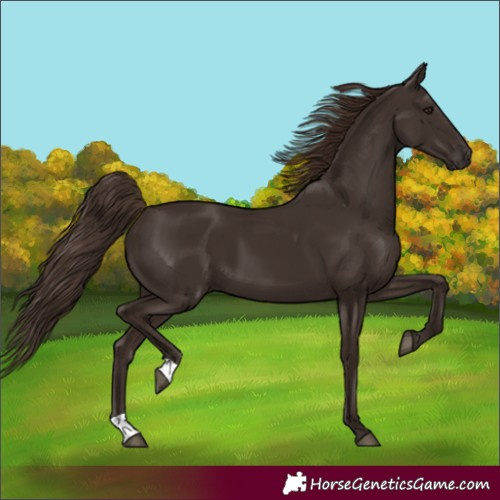 Horse Color:Liver Chestnut 