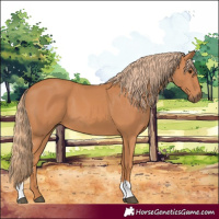 Horse Color:Chestnut 
