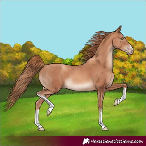 Horse Color:White Spotted Gold Champagne 