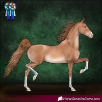 Horse Color:White Spotted Gold Champagne 