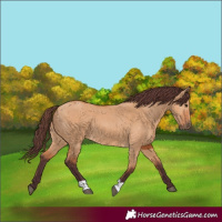 Horse Color:Chocolate Bay Dun