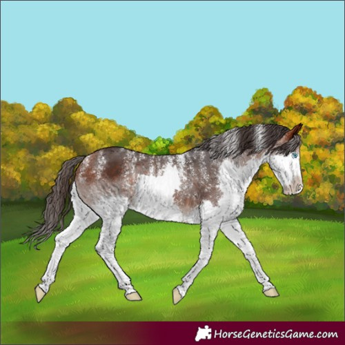 Horse Color:Powder White Bay Splash Rabicano 