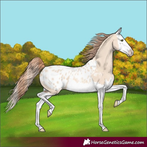Horse Color:Gold Champagne Dun Splash Appaloosa 