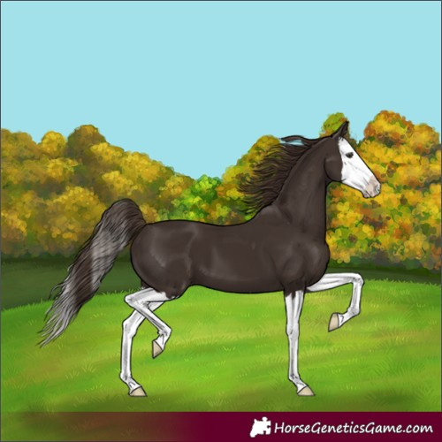 Horse Color:Unknown 